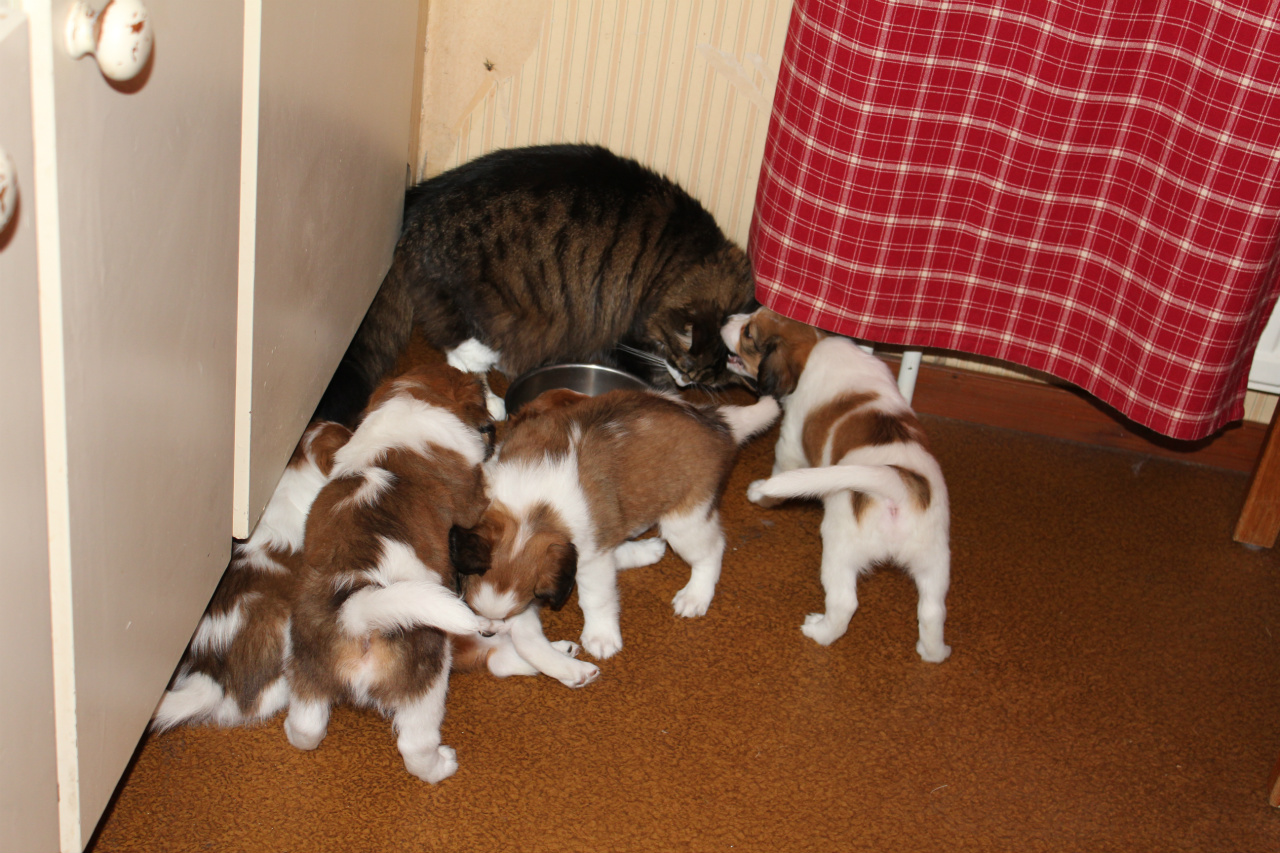 Attack på kisse!