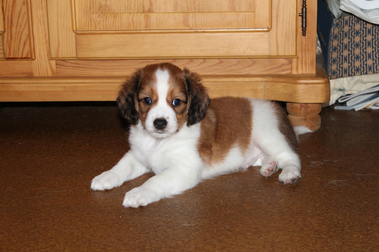 Bailey